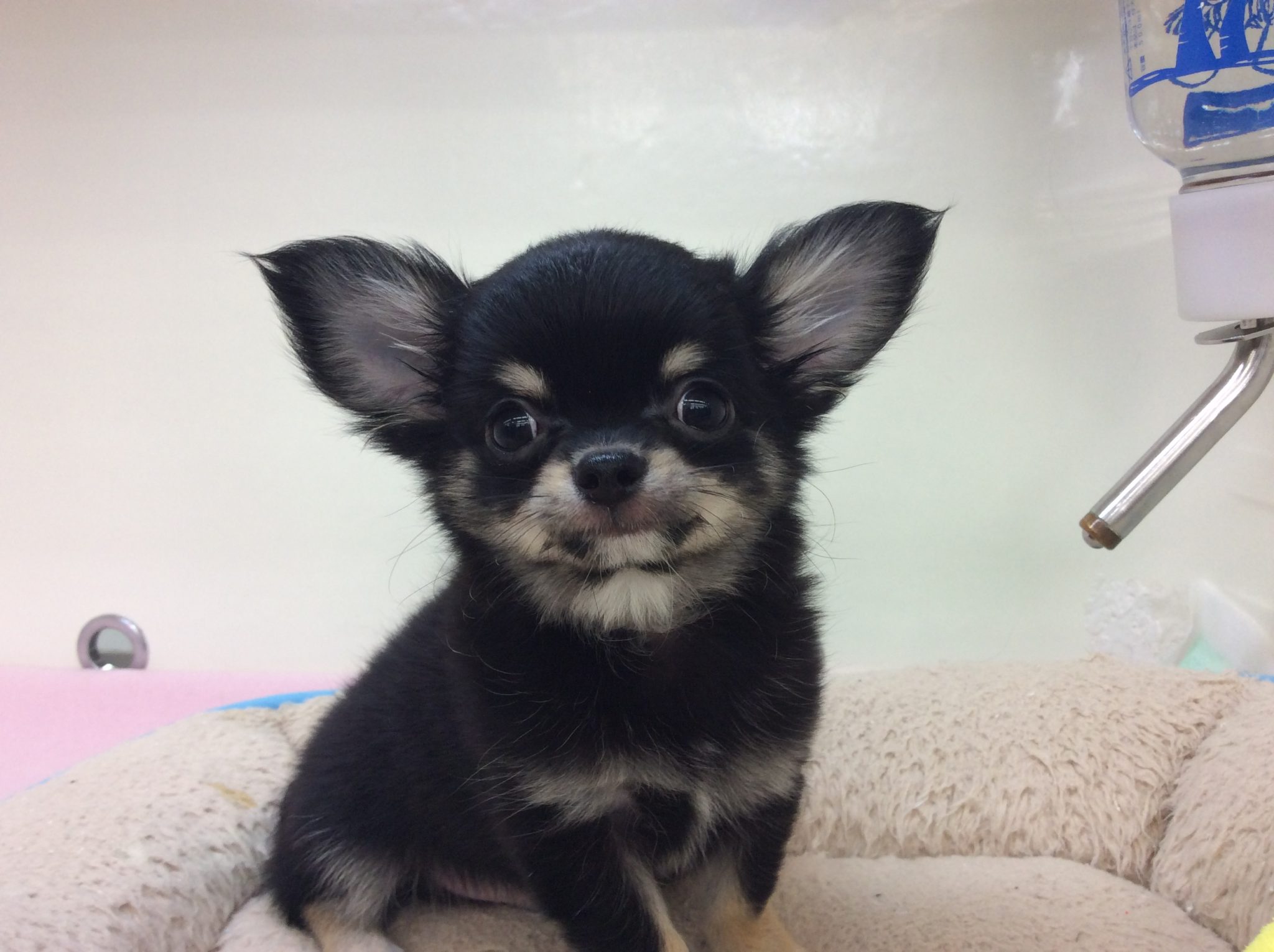 ワンちゃん紹介♪
