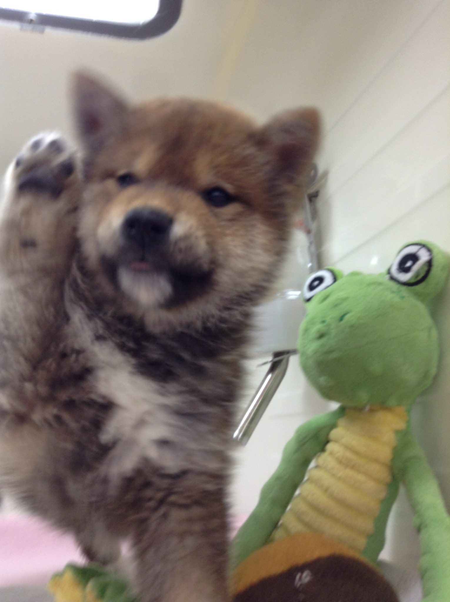 柴リン新ワザ★