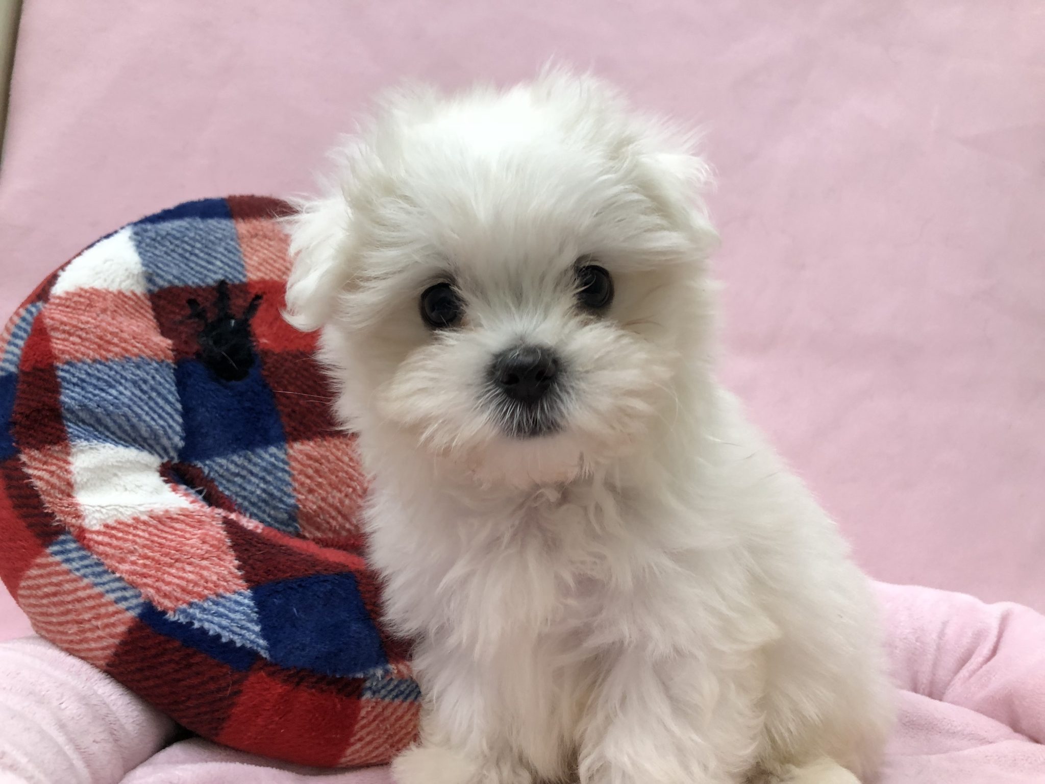芸達者な子がやってきました！