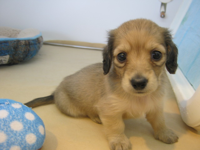 NEW★おすすめ犬