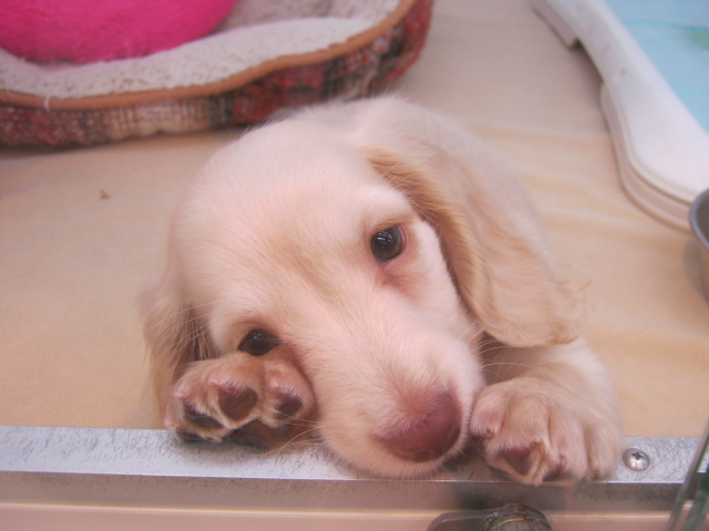 ★ニューフェイス★