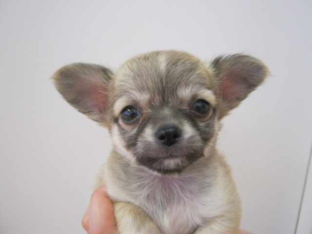 NEWおすすめ犬♪♪