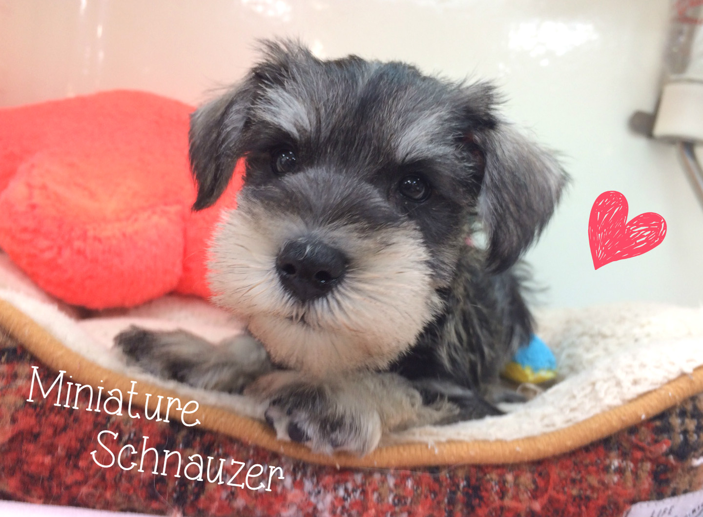 ☆ＮＥＷおすすめ犬シュナ♪☆