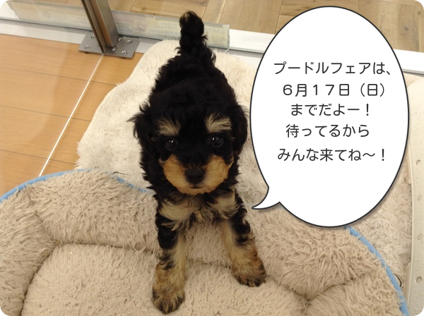 「トイ・プードルフェア」開催中!!