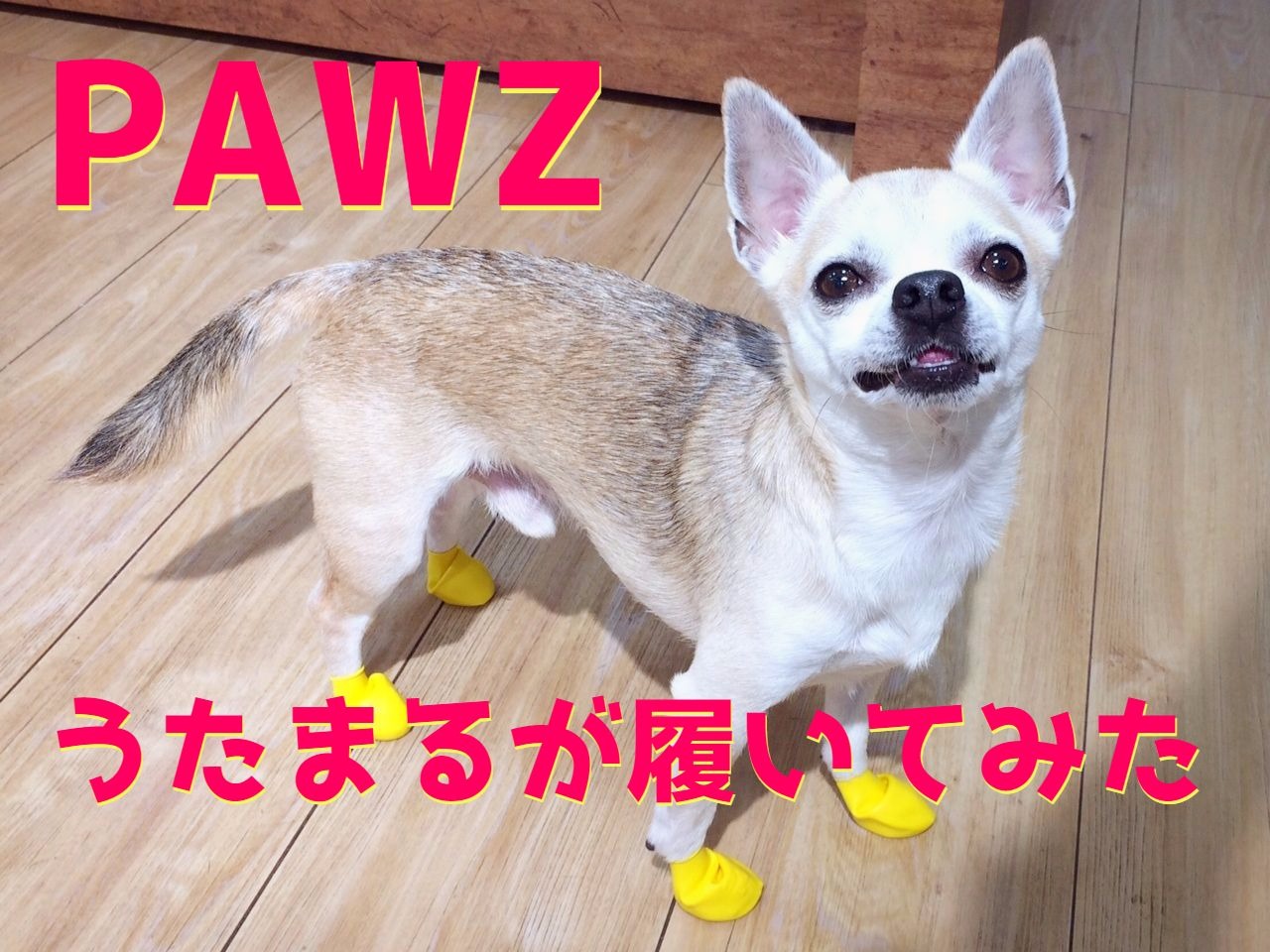 ☆ＰＡＷＺうたまるが履いてみた！☆
