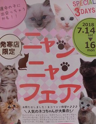 ニャンニャンフェアやります☆★