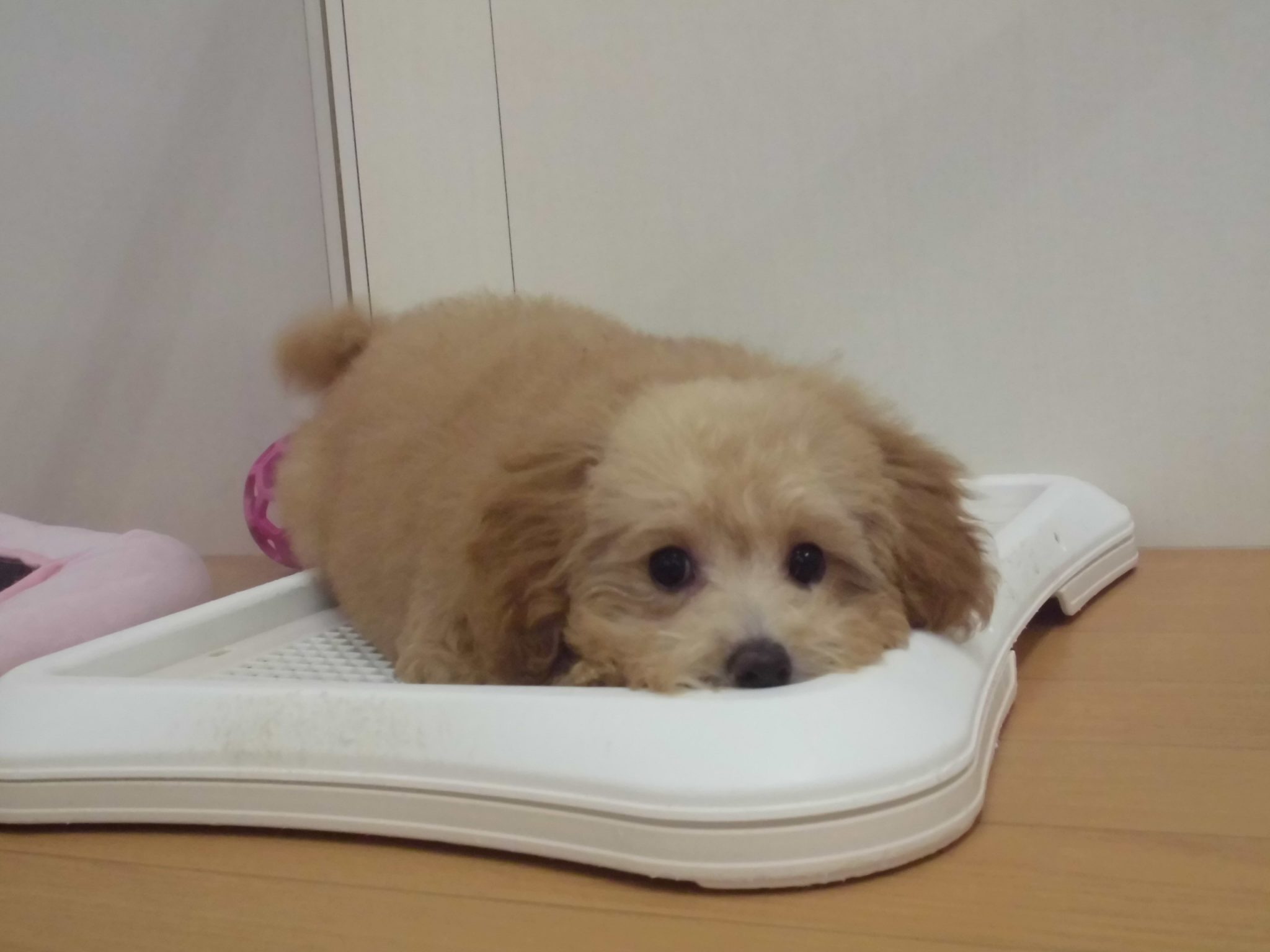 お友達紹介第二弾♪