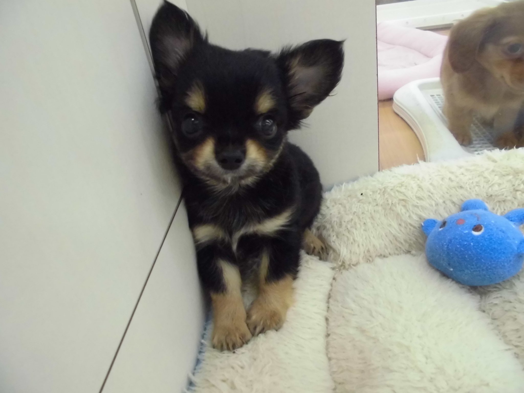 ちびちゃんず紹介☆