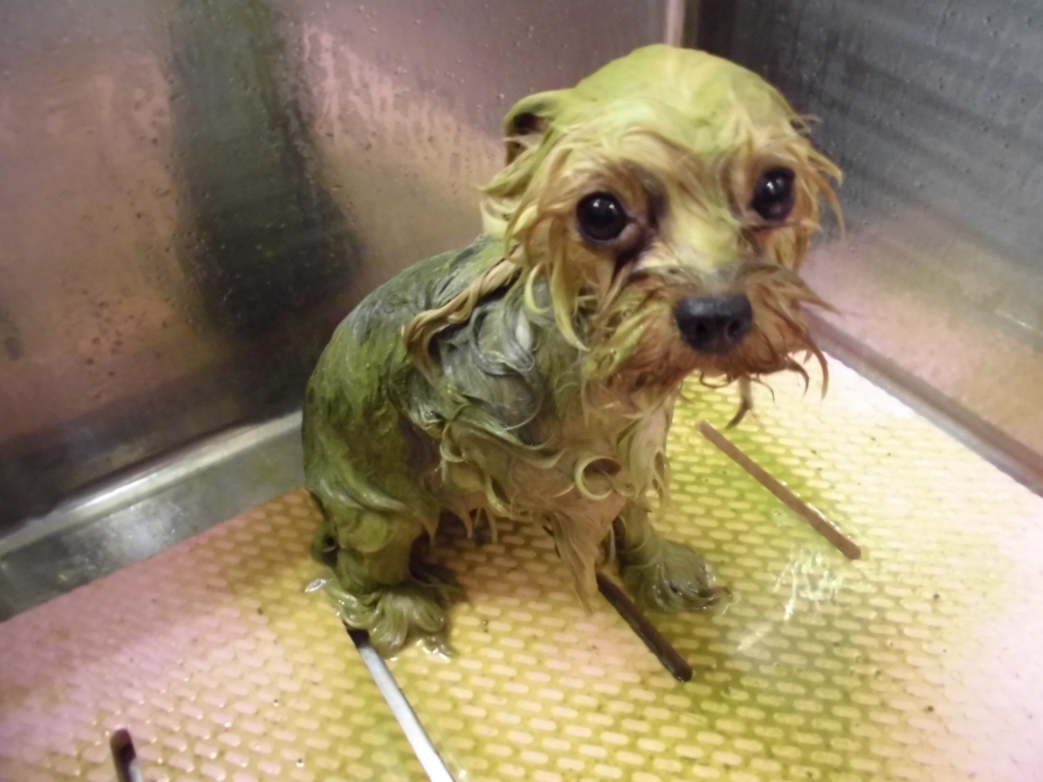 ☆７月トリミングキャンペーン☆