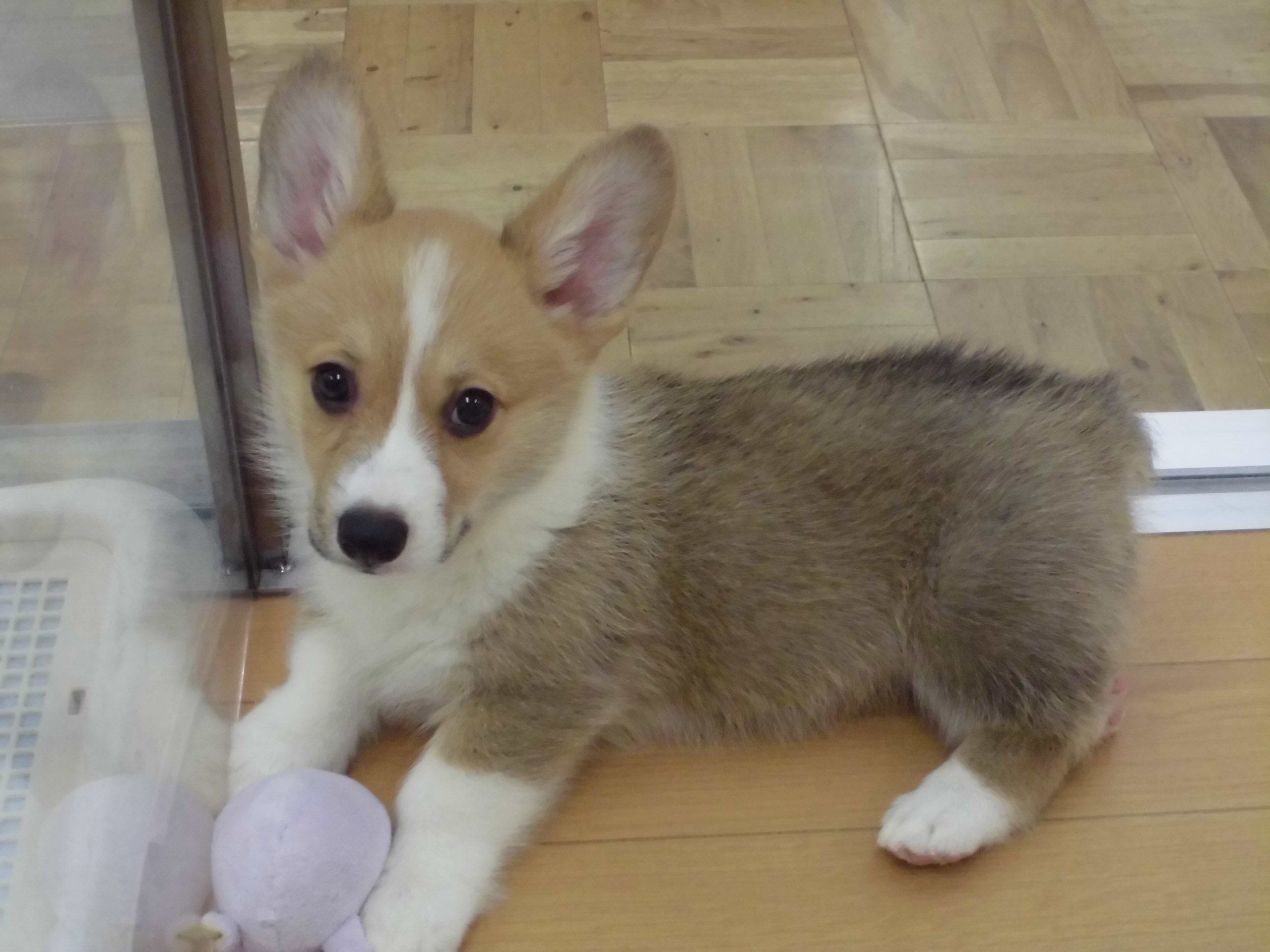 清田店に新しい仲間が増えました♪♪