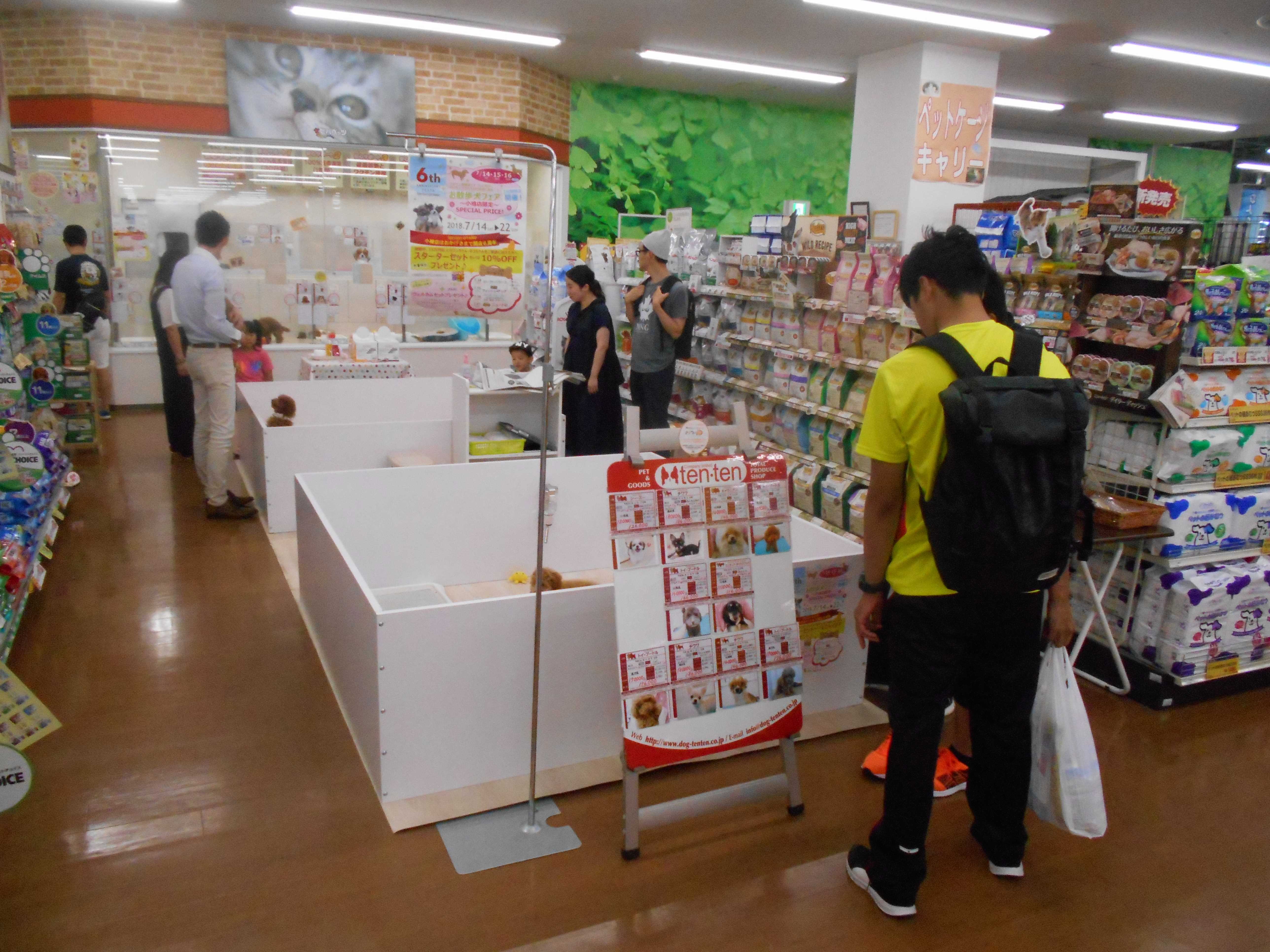 お散歩犬フェア開催中☆