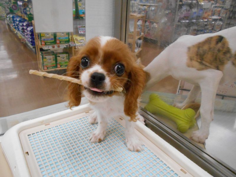 キャーたん、ガム初挑戦☆