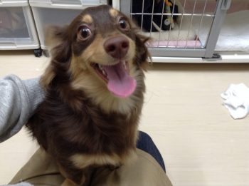 初お泊りアビーちゃん♡