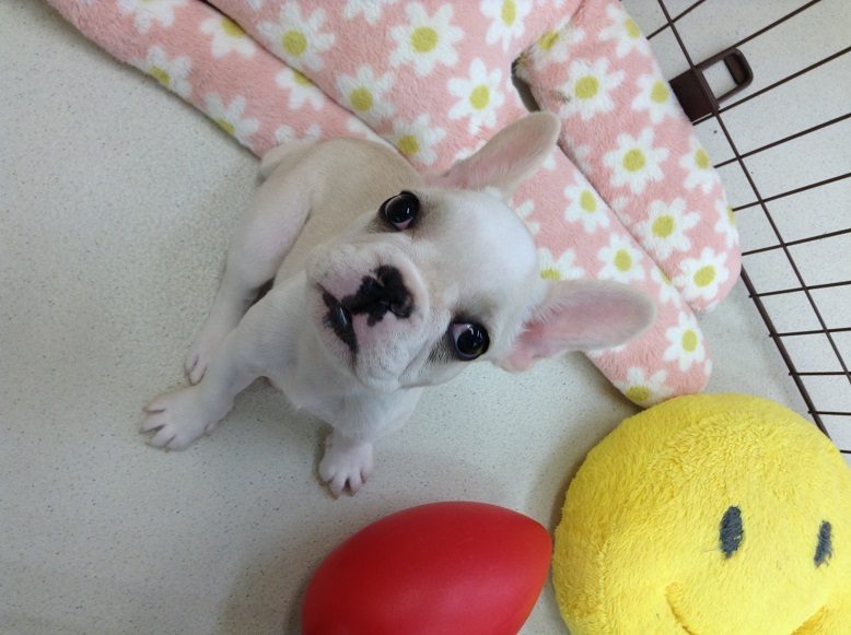 ☆大部屋のわんこ☆