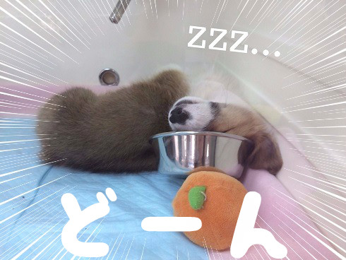 ☆コーギーくん寝相問題☆