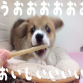★コーギーくんガムデビュー！★
