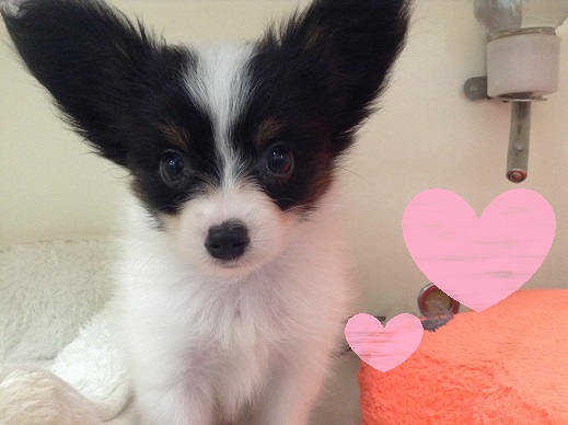 ☆new!おすすめ犬☆