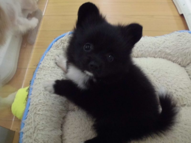 新しい仲間が増えたよ♪