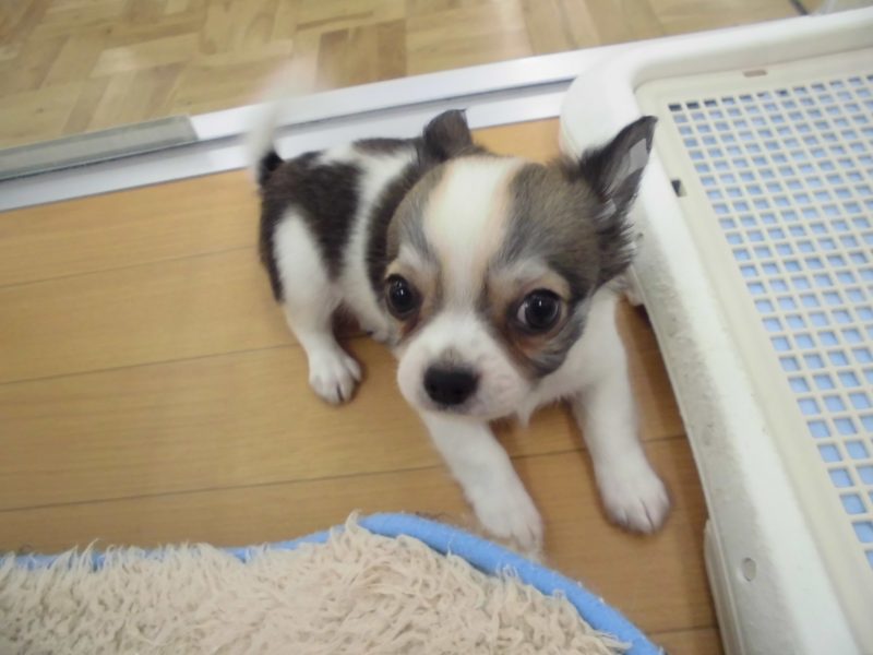 ♡新人ワンちゃん＆ネコちゃん♡