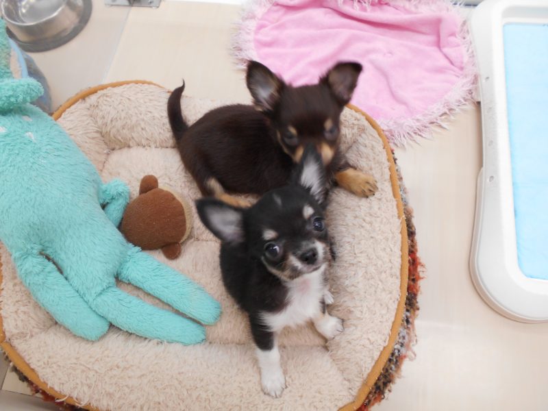 チワワちゃん好き必見！？