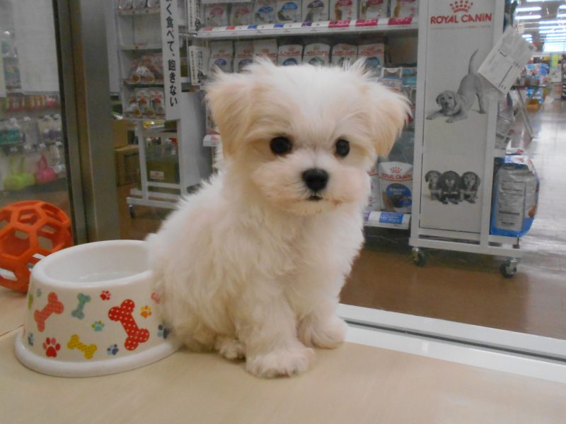 白くてまるまるした子が♬