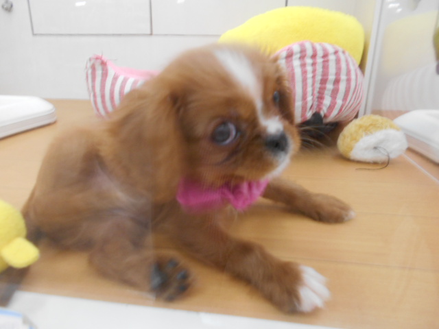☆★☆ＮＥＷ　ＦＡＣＥ☆★☆