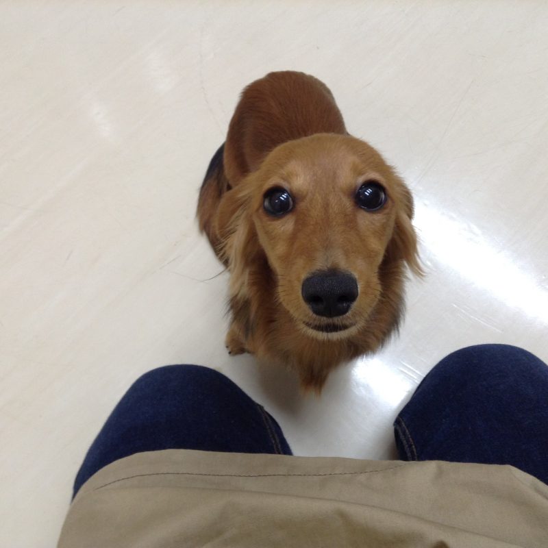 お泊り中のうめちゃん♡