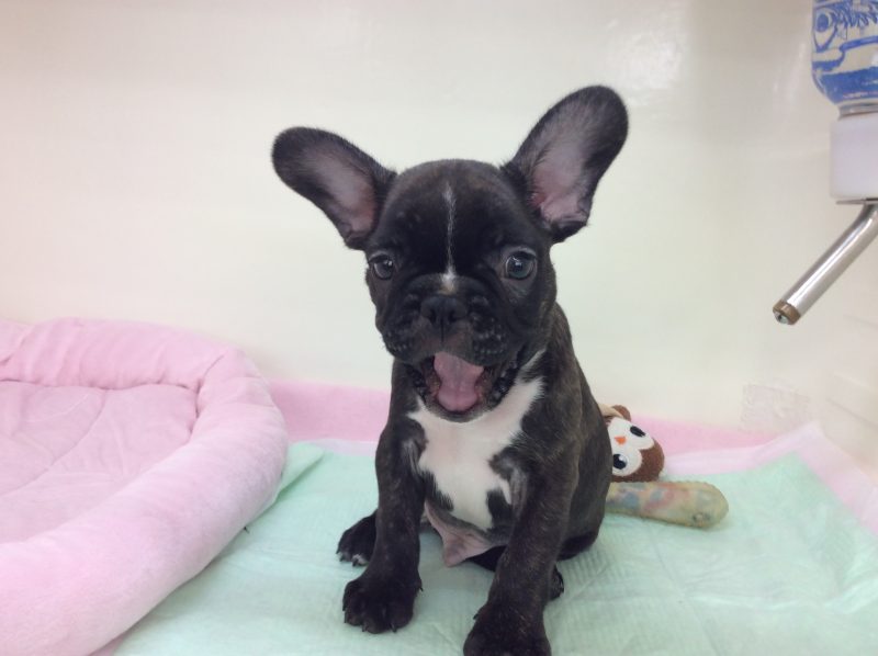 ☆ワンちゃん紹介☆