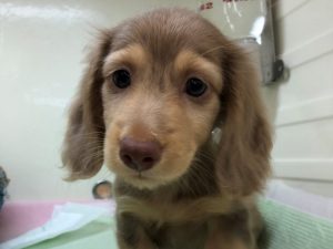 新しいオススメ犬発表！！