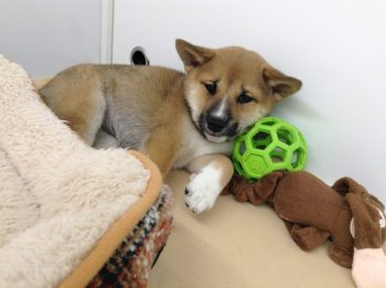 こんにちワンワン☆