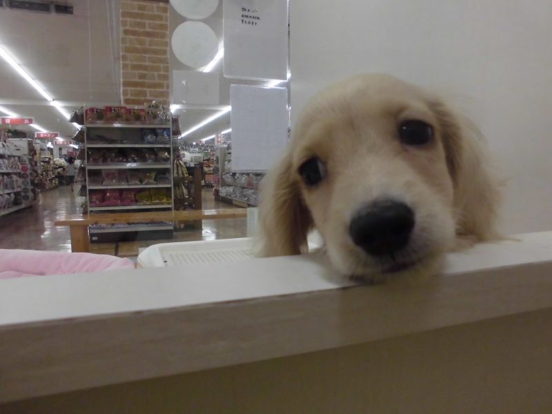 新オススメ犬☆