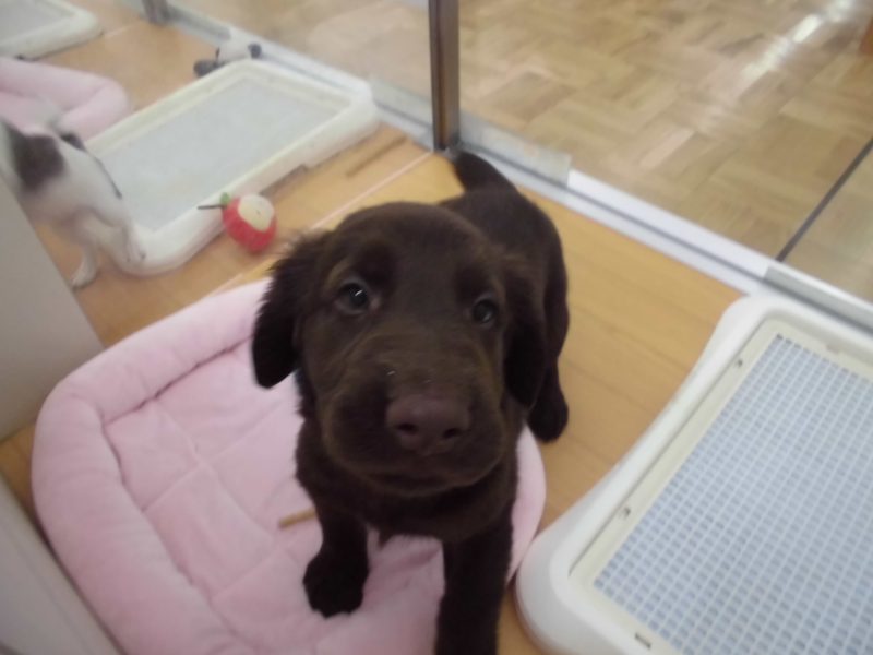 新人さんのご紹介！！