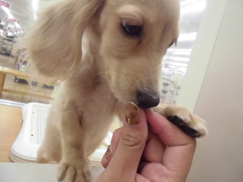 だっちゃんのおすわり♪