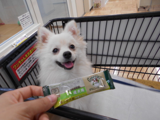 歯みがき習慣
