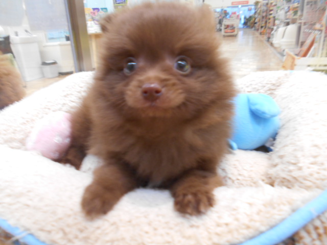 NEWおすすめ犬紹介☆★