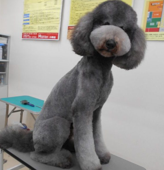 ☆トリミング☆トリートメント体験！