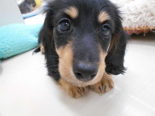 ☆新入りさん＆新おすすめ犬☆