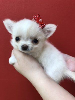 苫小牧店newオススメ犬ʕ๑•ω•ฅʔ＊