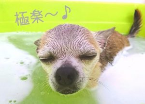 ★本店・トリミング予約状況のお知らせ★