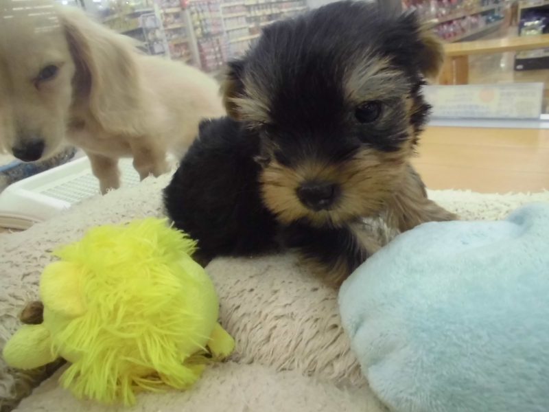 新しいワンちゃん♪