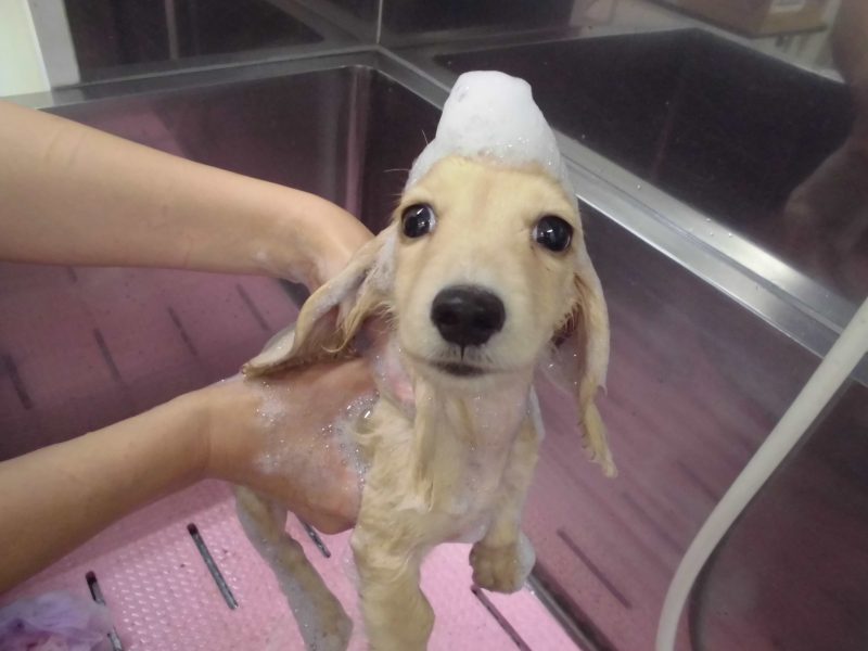 きれいきれい♪