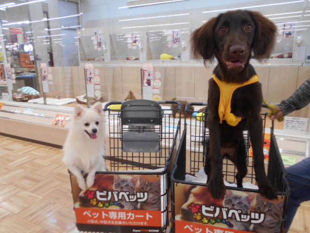 白石店からのご案内♪♪♪