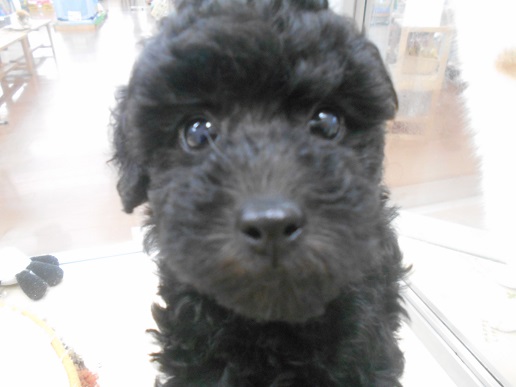 もこもこさんがやってきた！