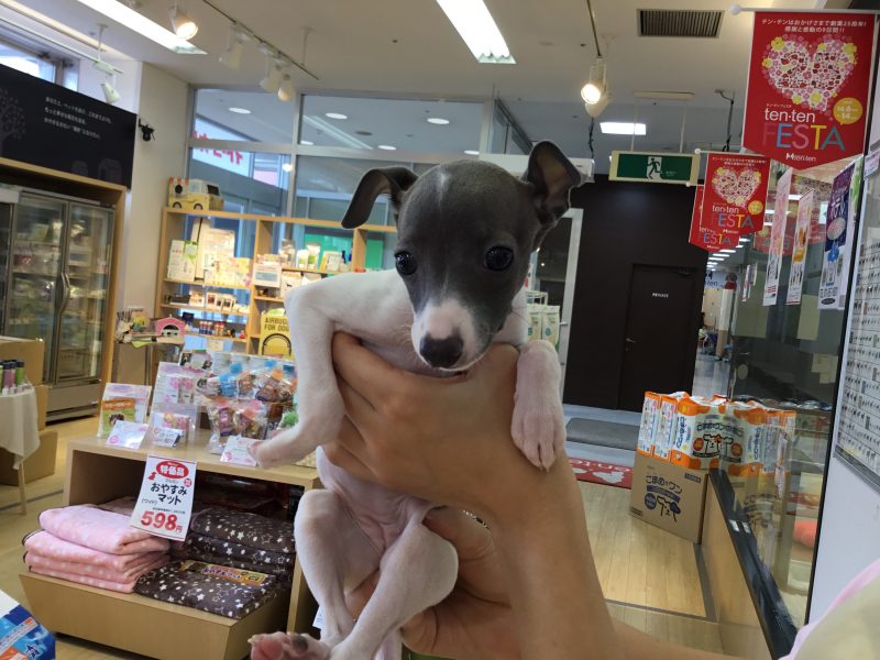 イタグレのごまこちゃん