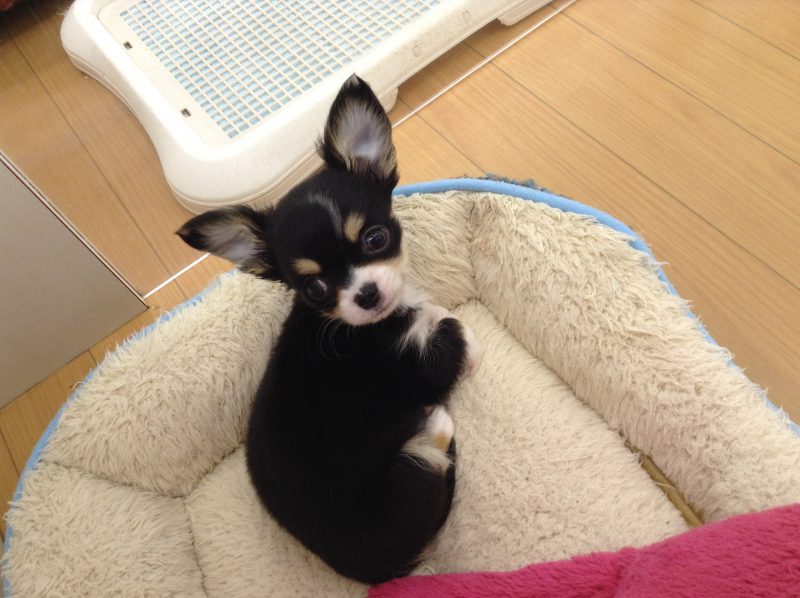 今日、明日トリミング空きございます！！