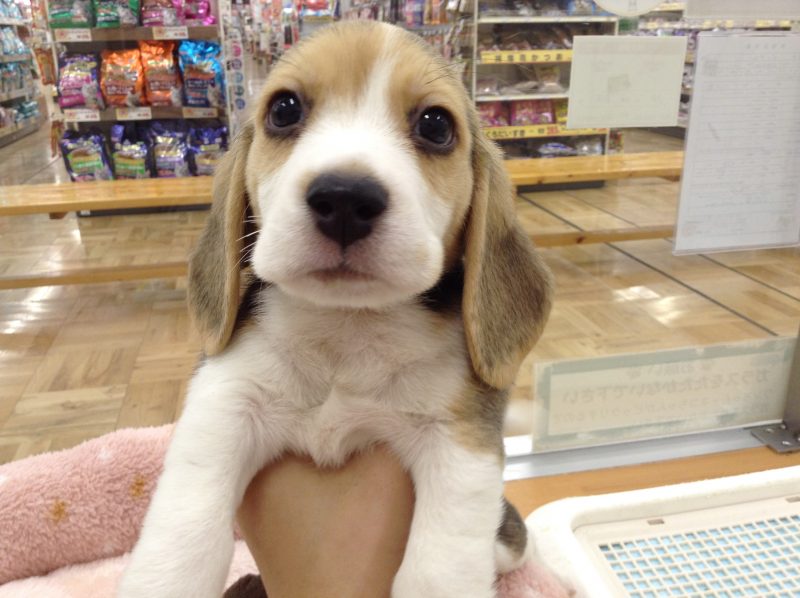 新しいお友達☆彡