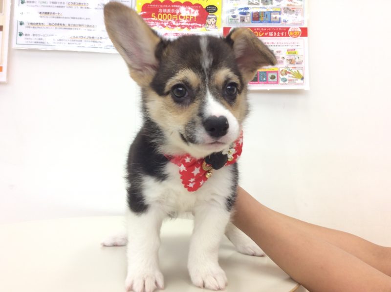テンテンフェスタ♪