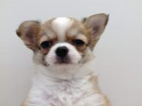 新おすすめ犬☆