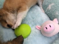 本日のお楽しみ♪