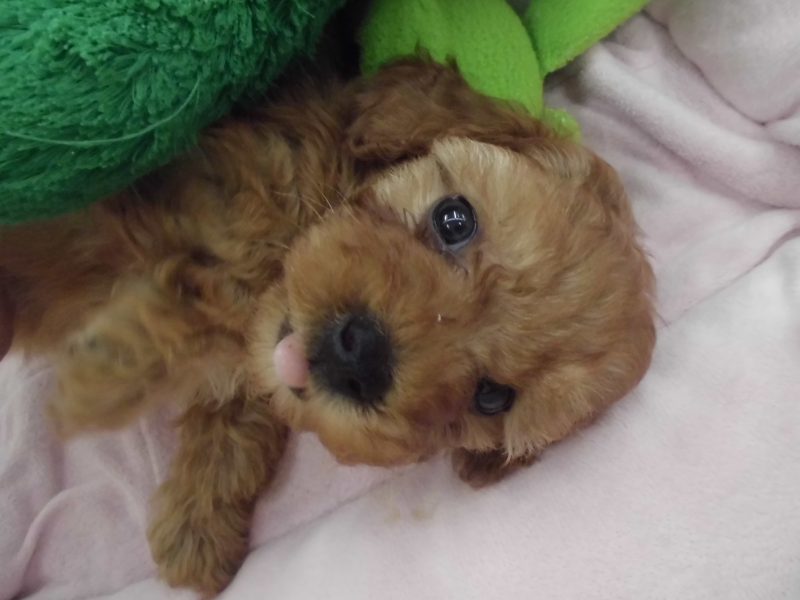 ☆新メンバー★